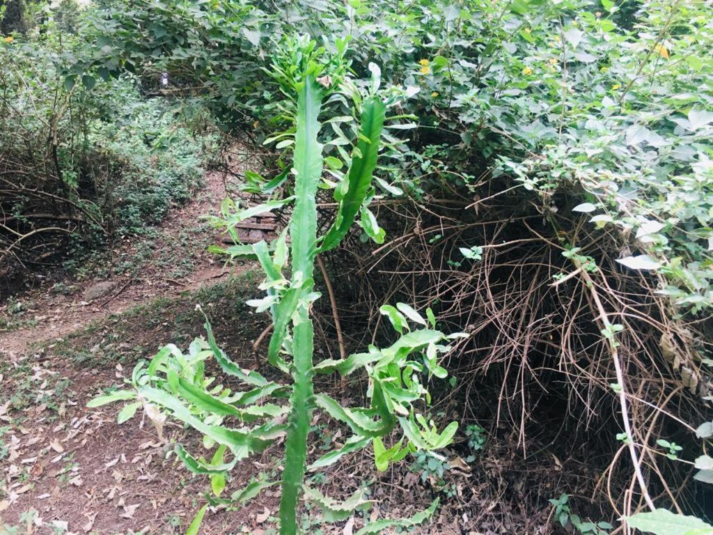 Idyllic Mistley House And Gardens Off Kamiti Road. Acampamento Nairobi