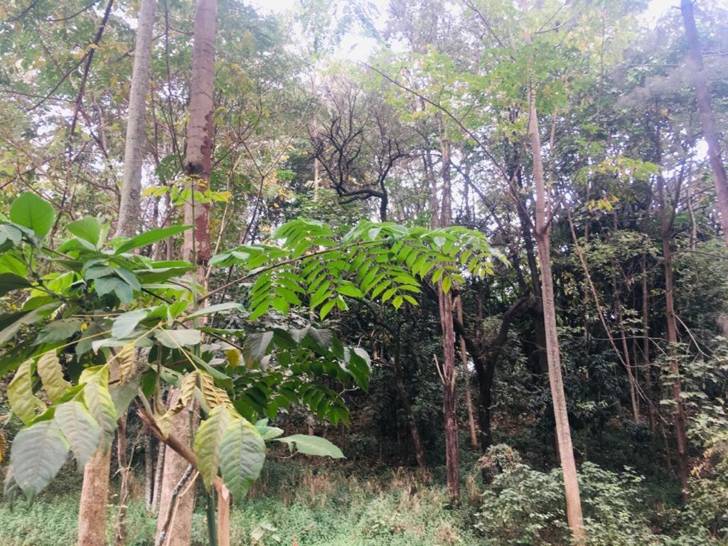 Idyllic Mistley House And Gardens Off Kamiti Road. *