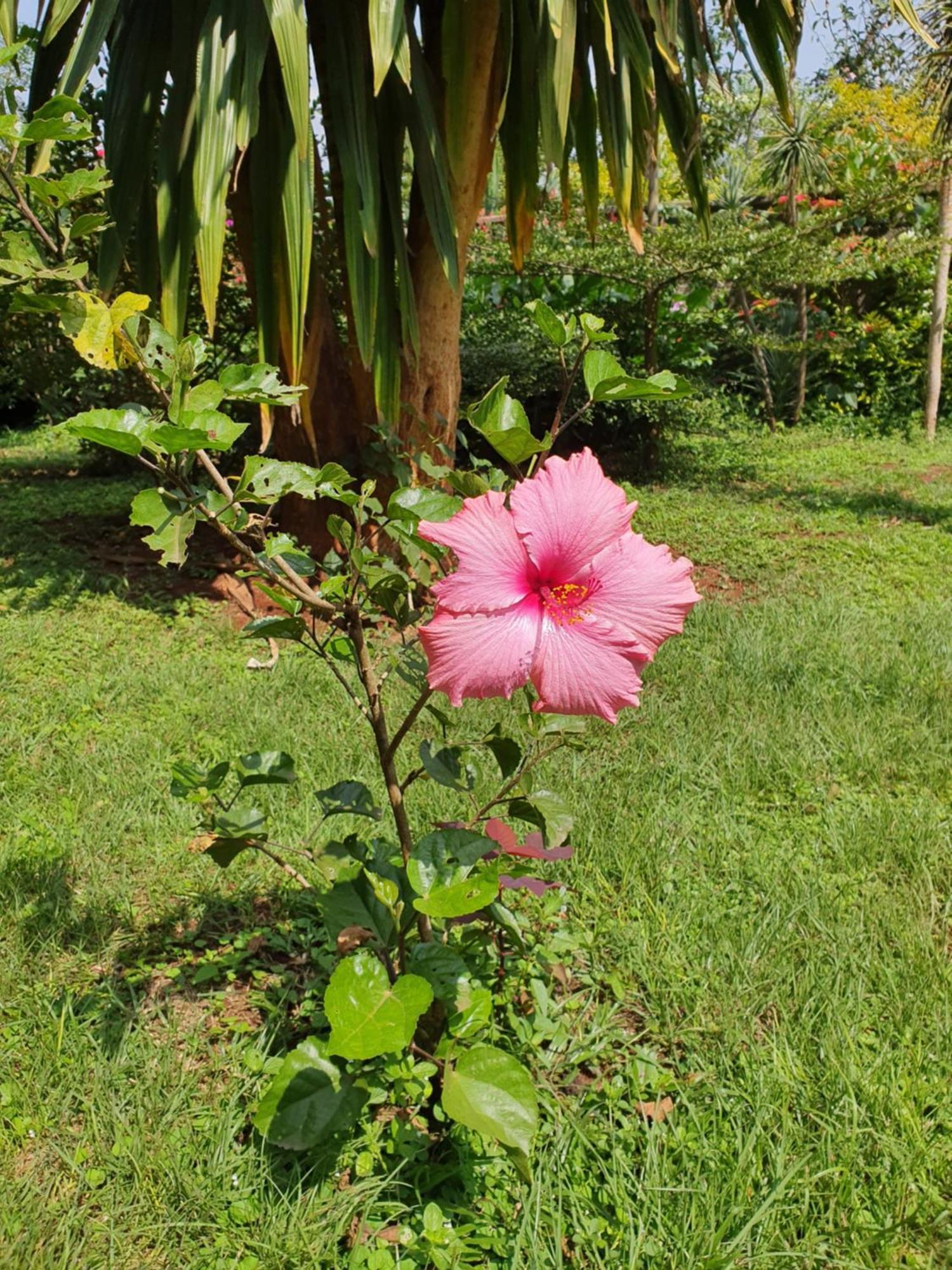 Rosslyn Lone Tree Cottage Nairobi
