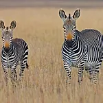 Tranquil 1Br Near Jkia Sgr With National Park View