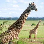 Lynwood Homestay And Tours