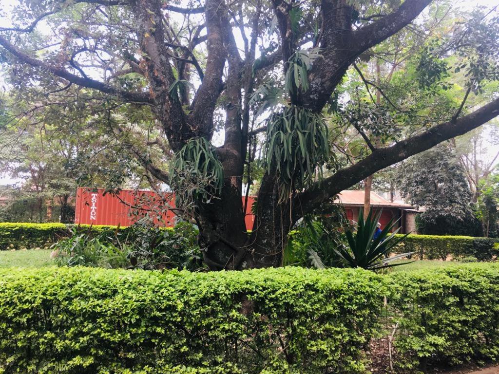 Idyllic Mistley House And Gardens Off Kamiti Road. Campsite *