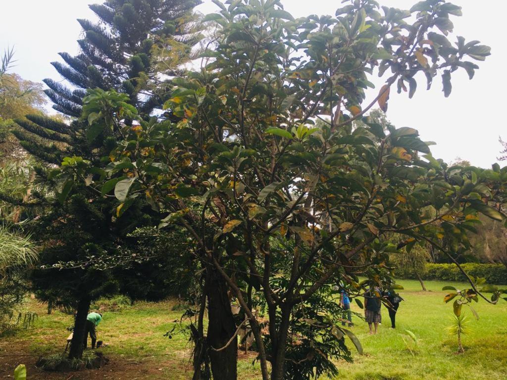 Idyllic Mistley House And Gardens Off Kamiti Road. * Nairobi