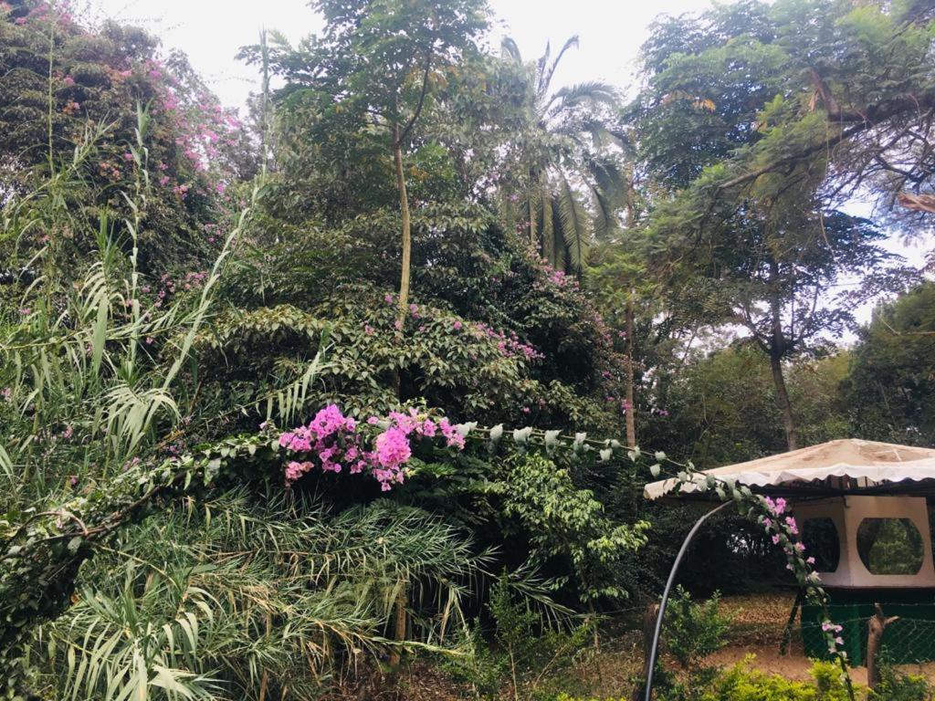 Campsite Idyllic Mistley House And Gardens Off Kamiti Road. *