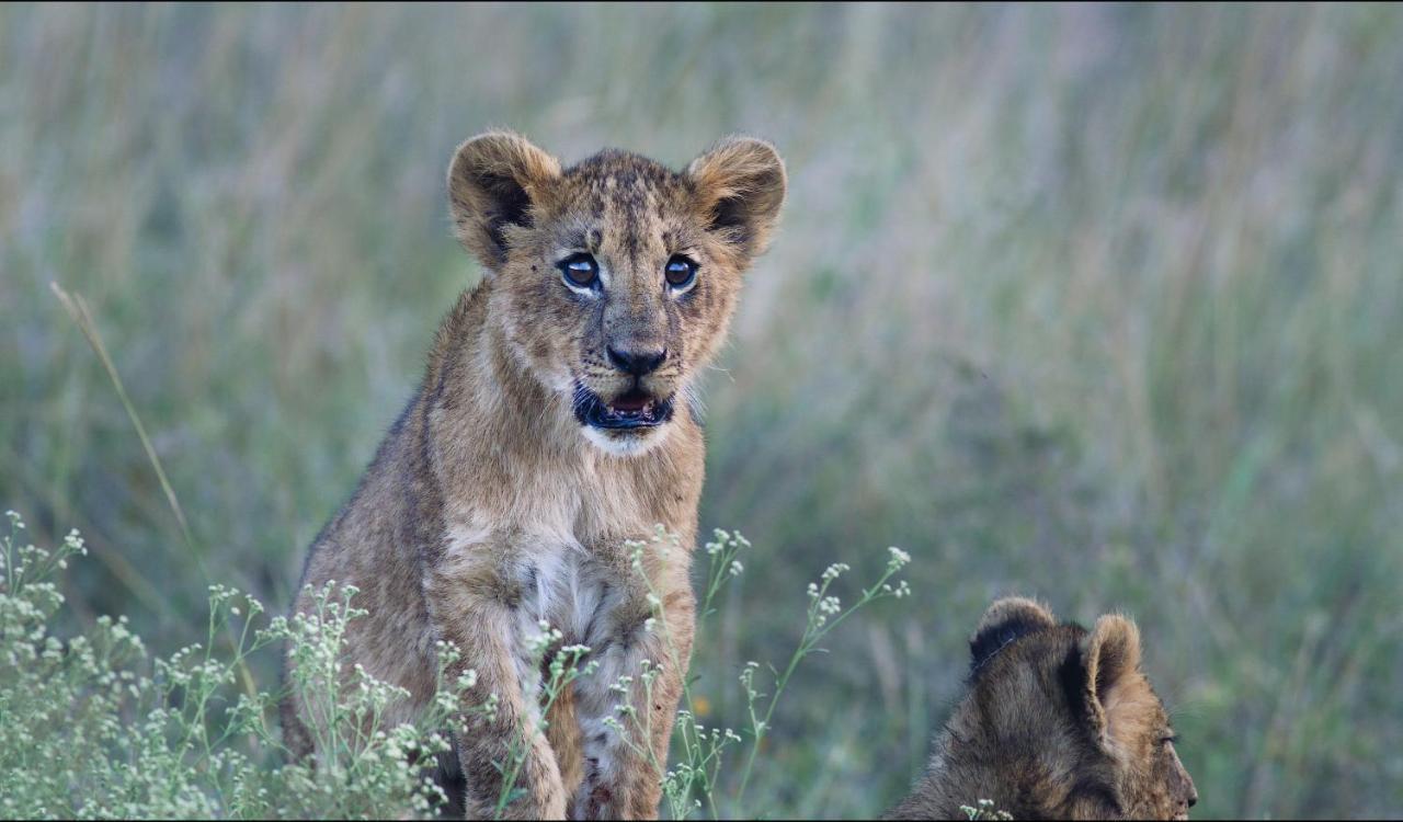 Ololo Safari Lodge *