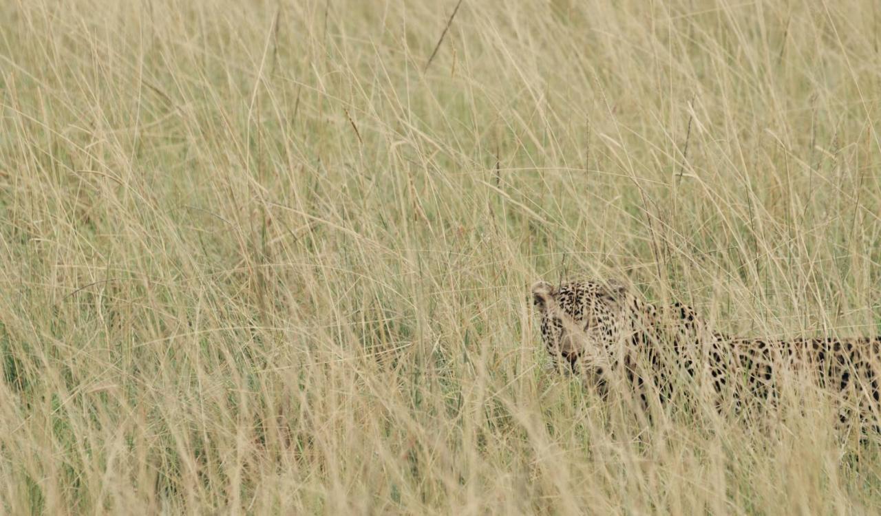 Lodge Ololo Safari *