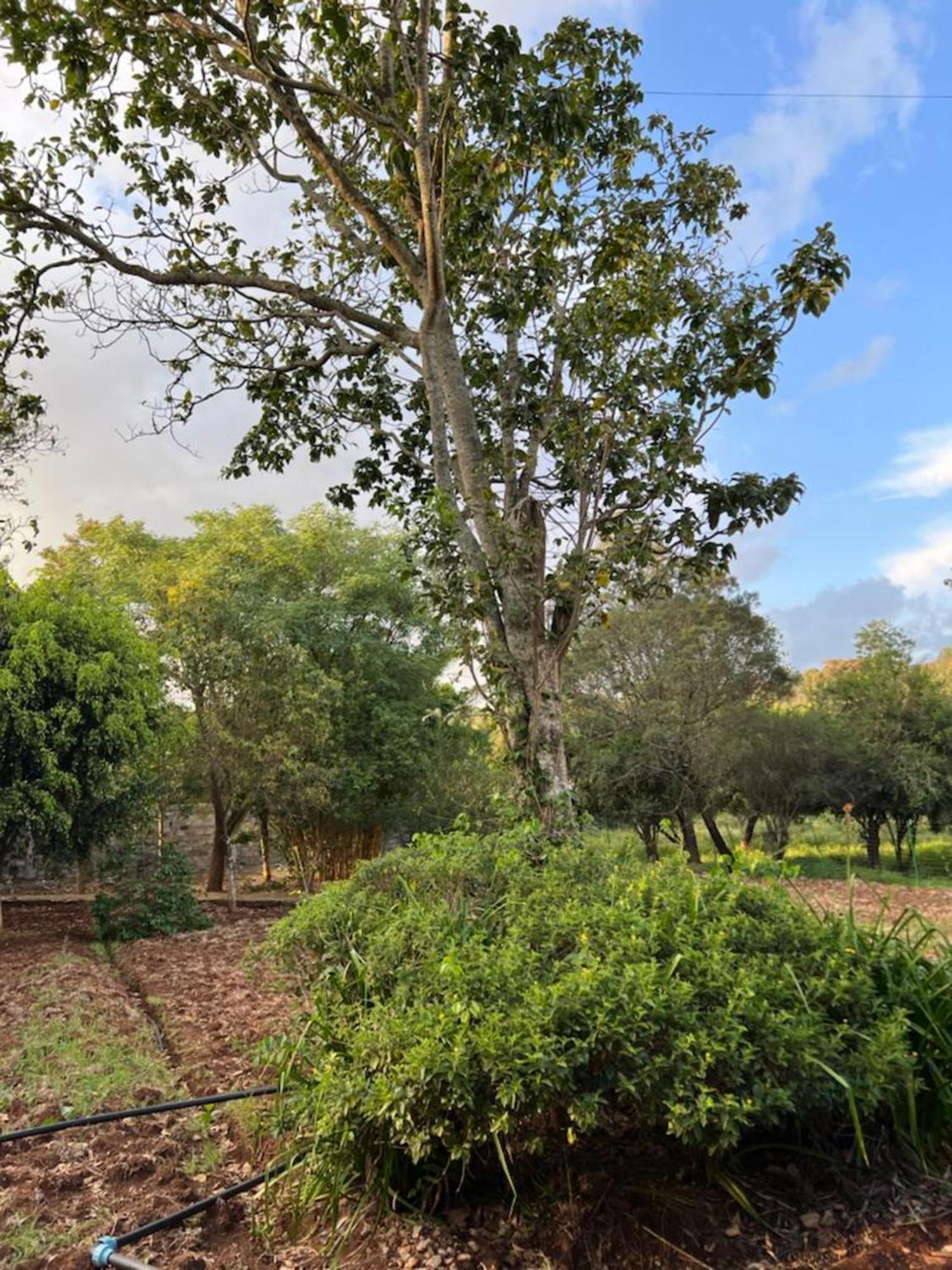 Holiday home Luxury Retreat In Karen Suburb, Nairobi