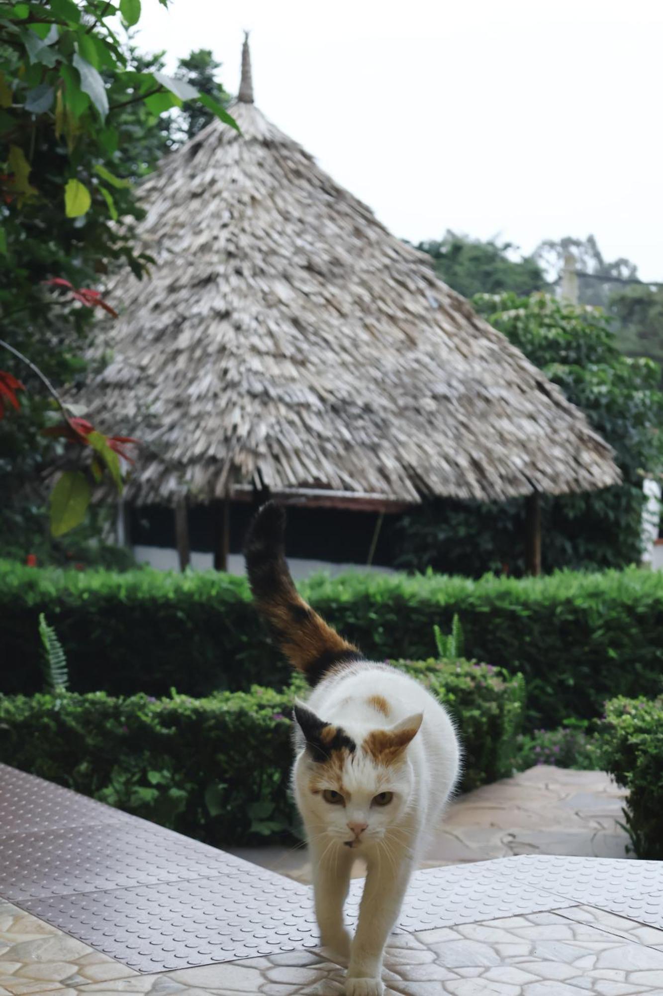 United House Homestay *