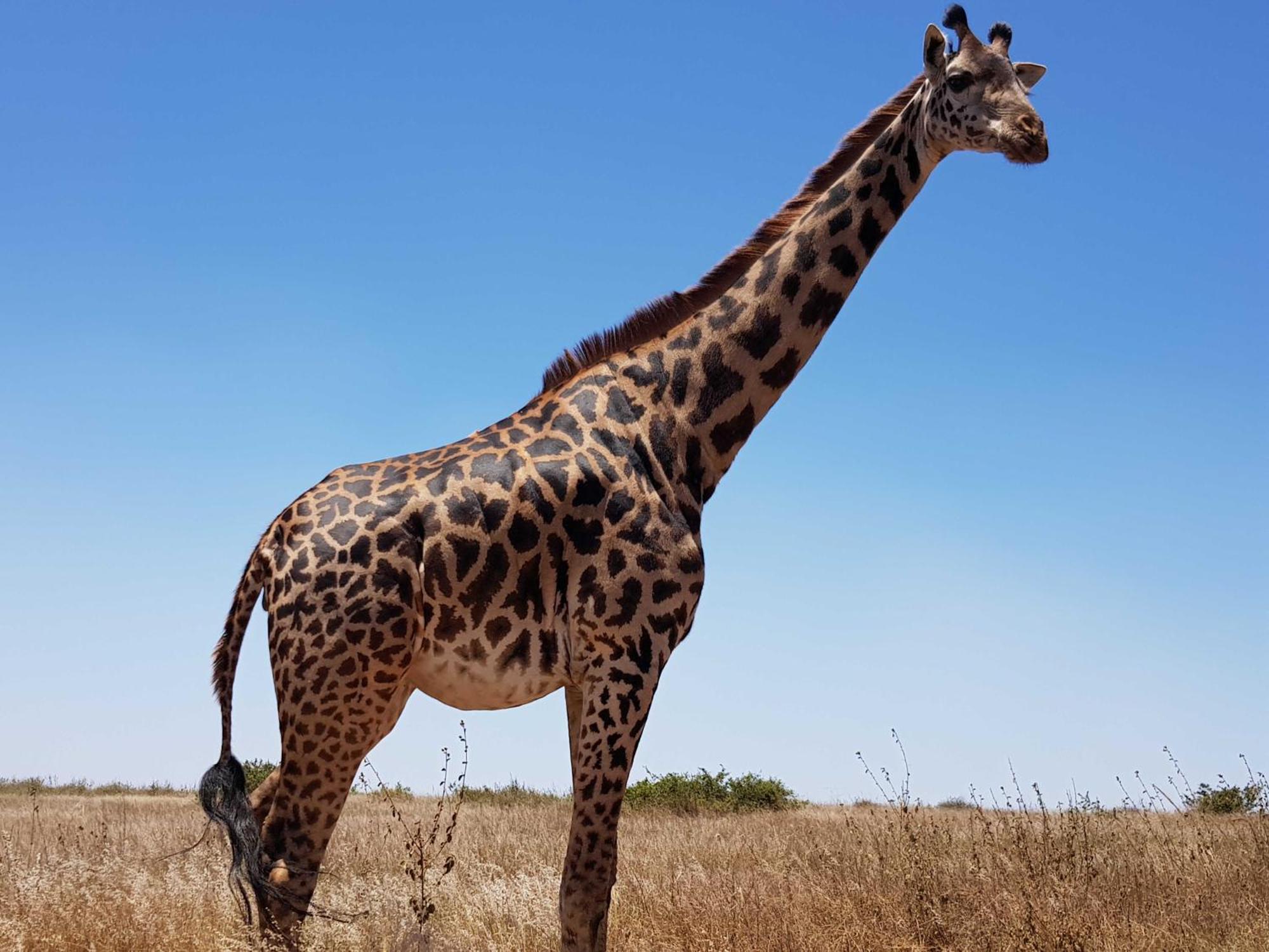Homestay Teresita Karen-giraffe Site