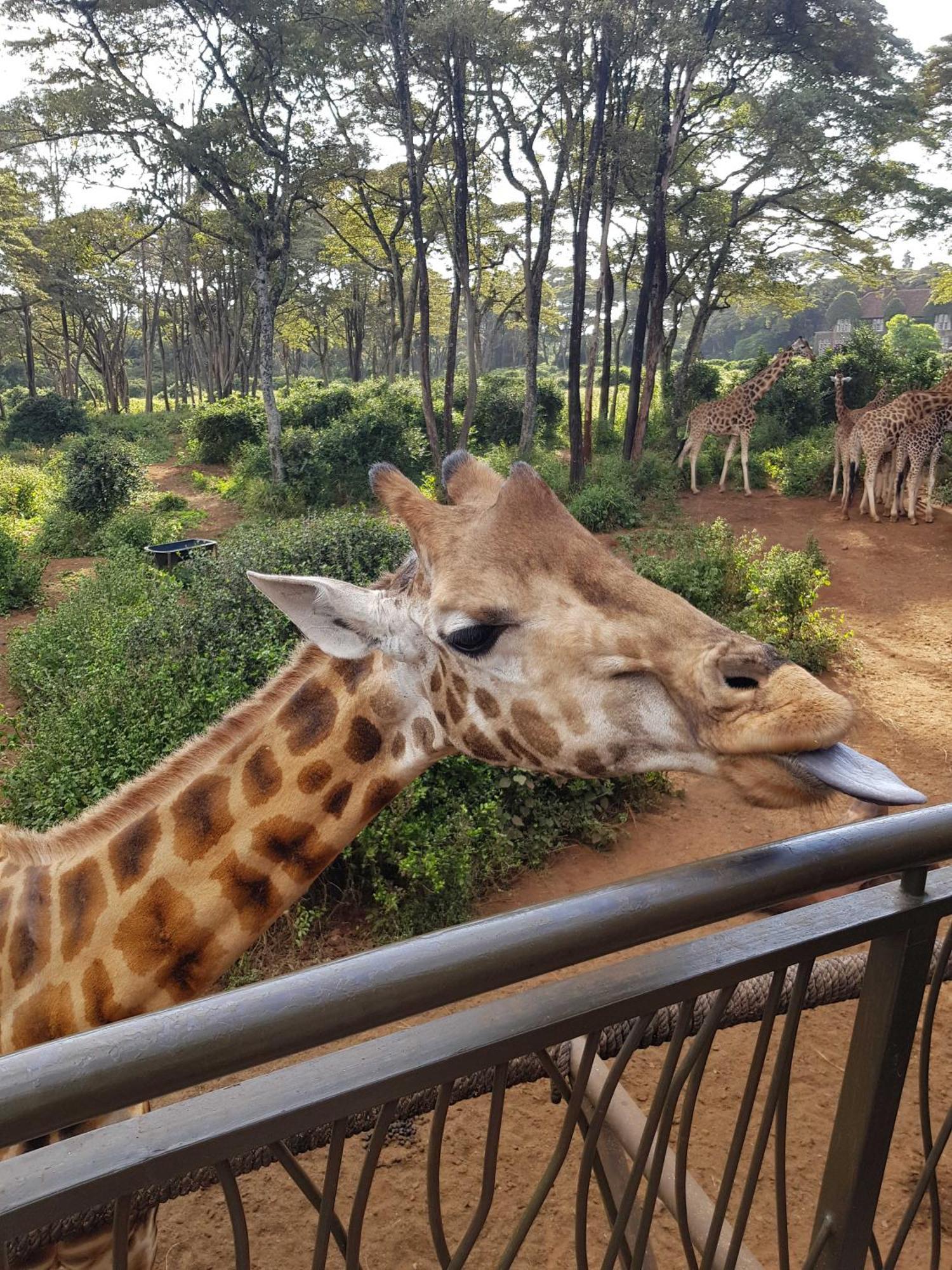 Homestay Teresita Jkia Nairobi