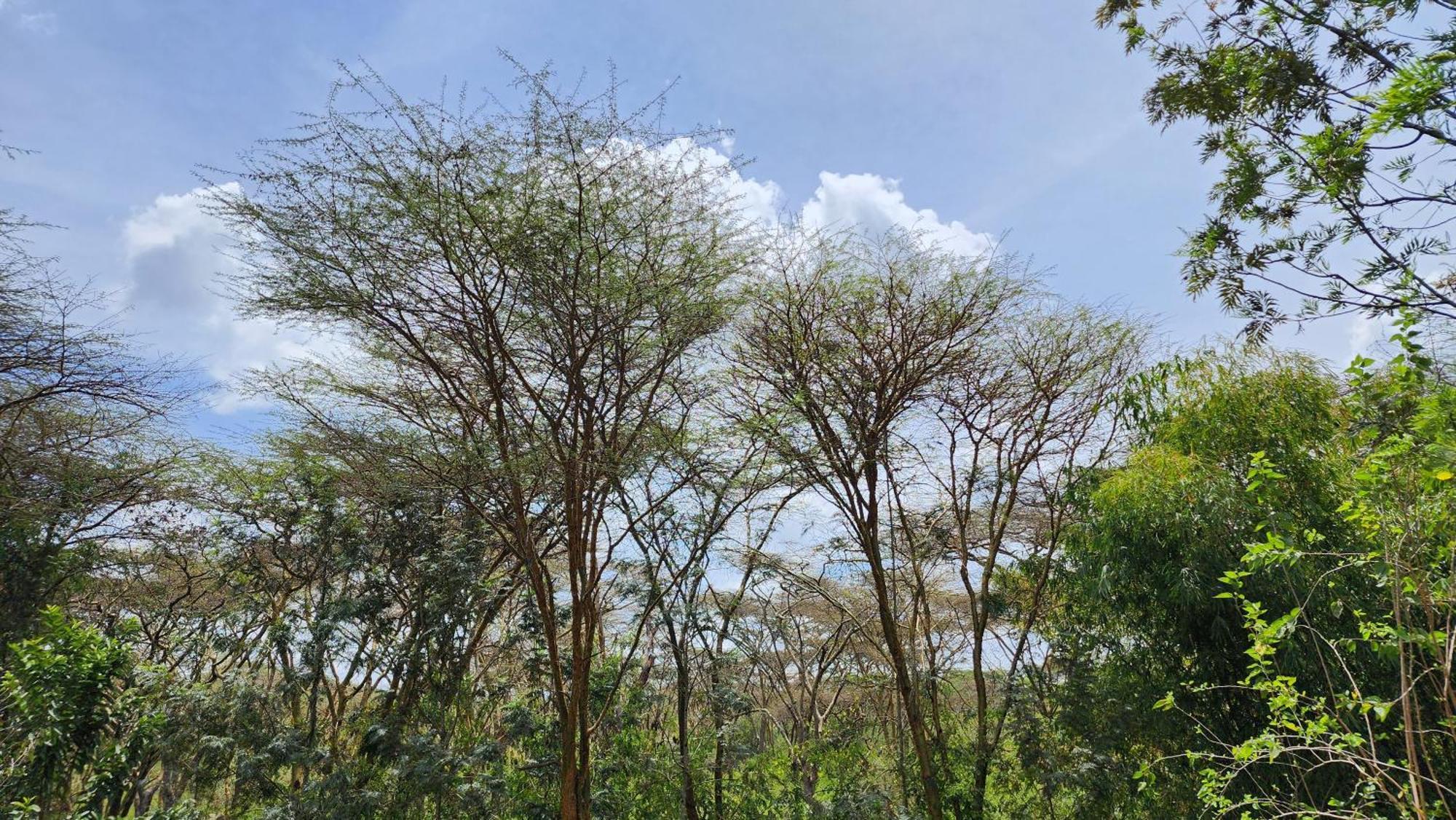 Jazzawanda Forest Retreat Apartment Nairobi