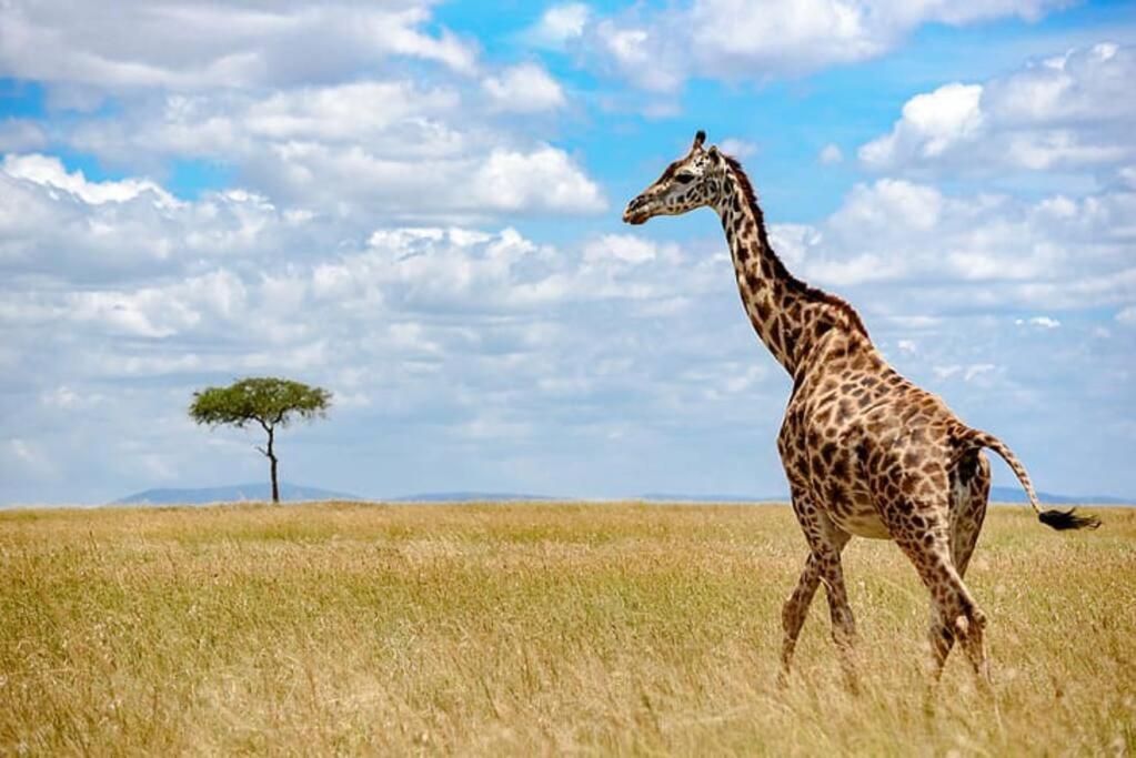 Tranquil 1br Near Jkia Sgr With National Park View Nairobi