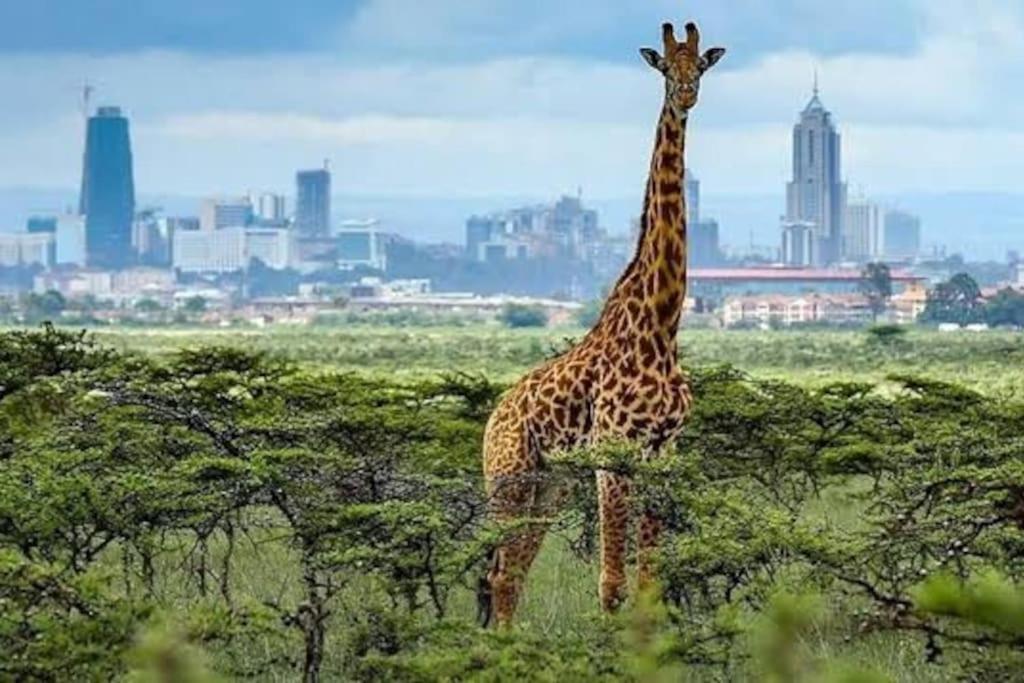 Uptown Haven Nairobi
