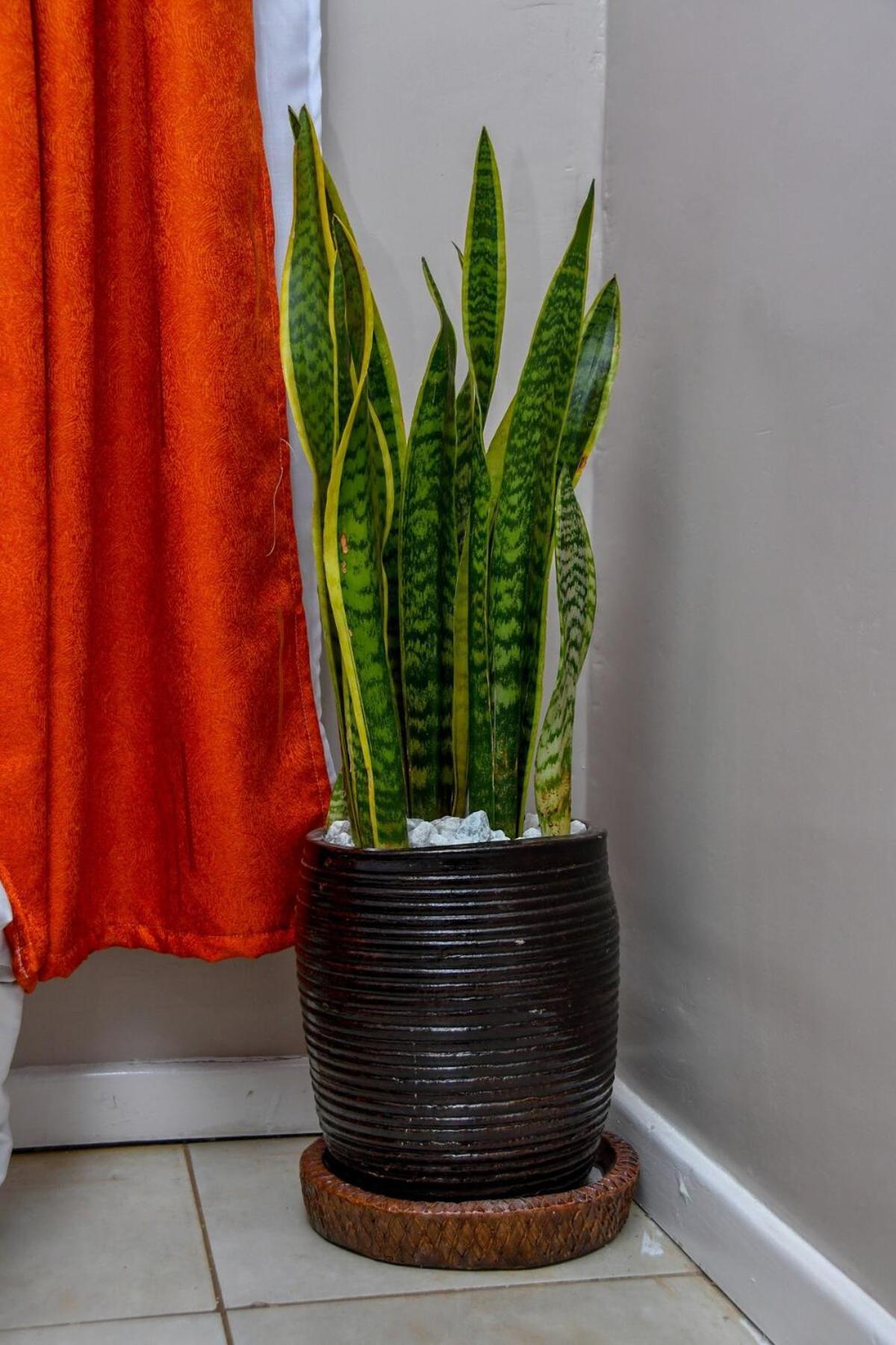 Apartment Stylish With Rooftop Pool In Nairobi-jojo Homes *