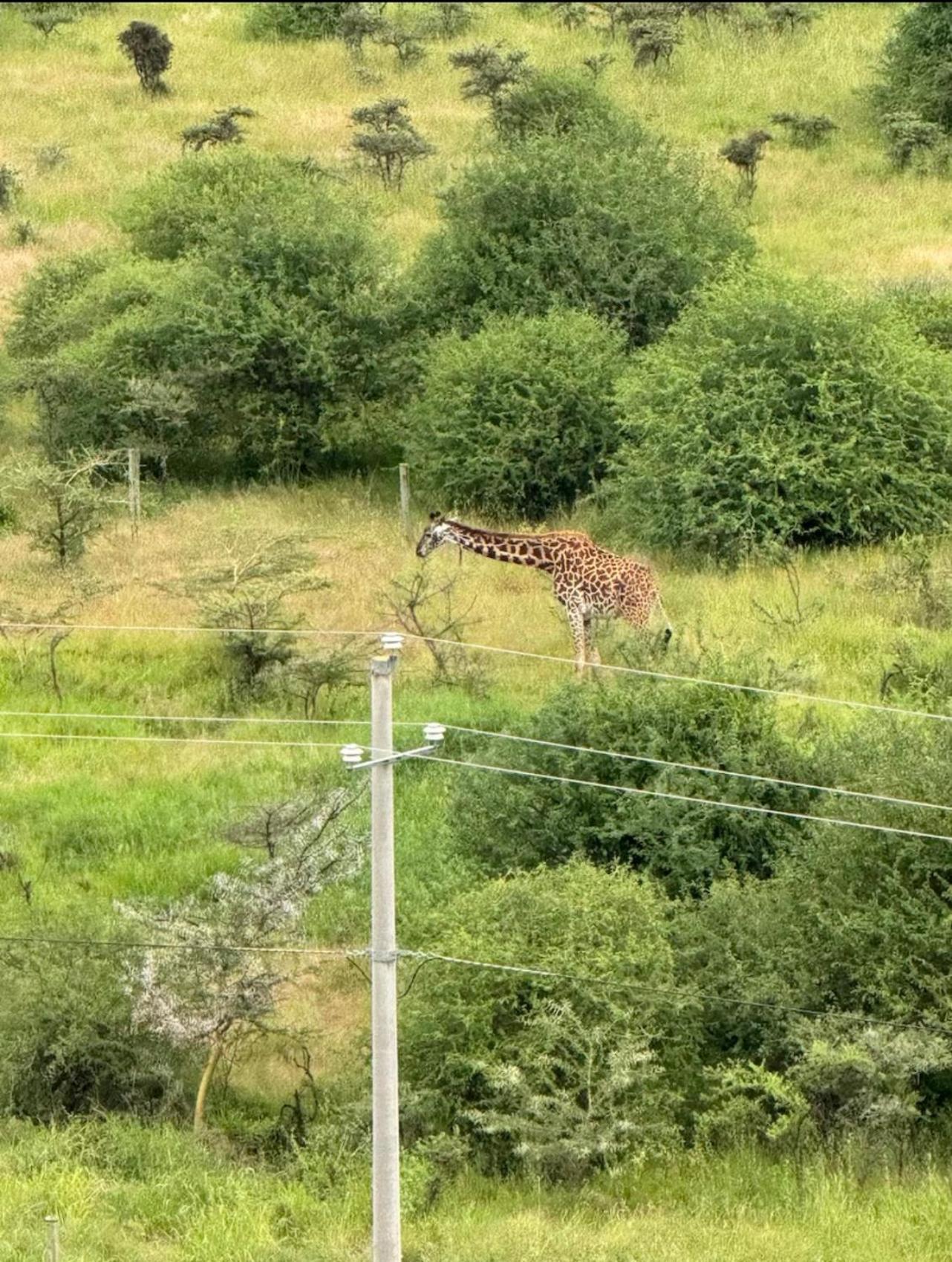 Appletree 2-bedroom - Scenic View Of National Park-syokimau * Nairobi