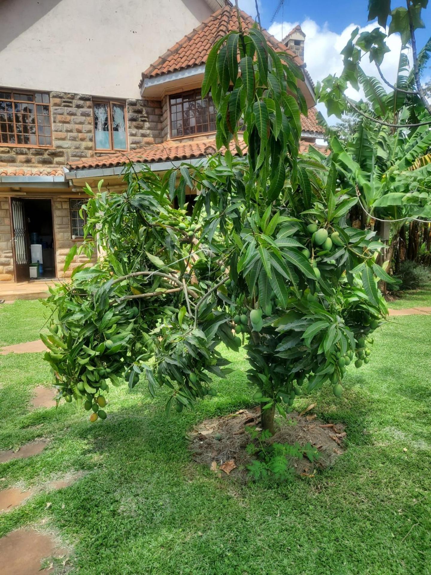 Edaala Comfort - Guest house Nairobi