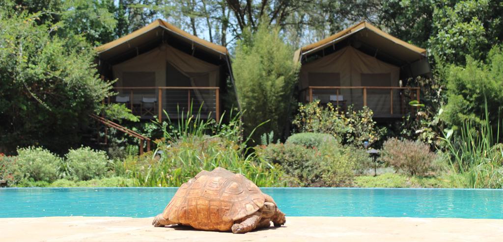 Wildebeest Eco Camp Luxury tent