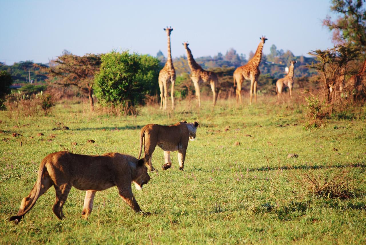 Lodge Ololo Safari Nairobi