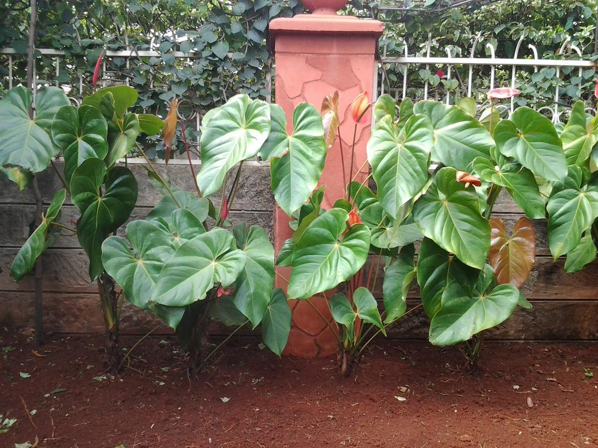Claire's Haven Homestay *