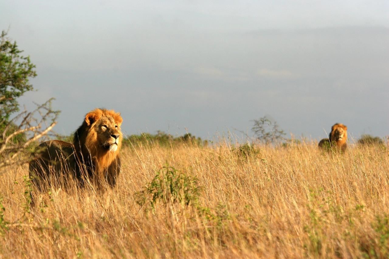 Emakoko Lodge Nairobi