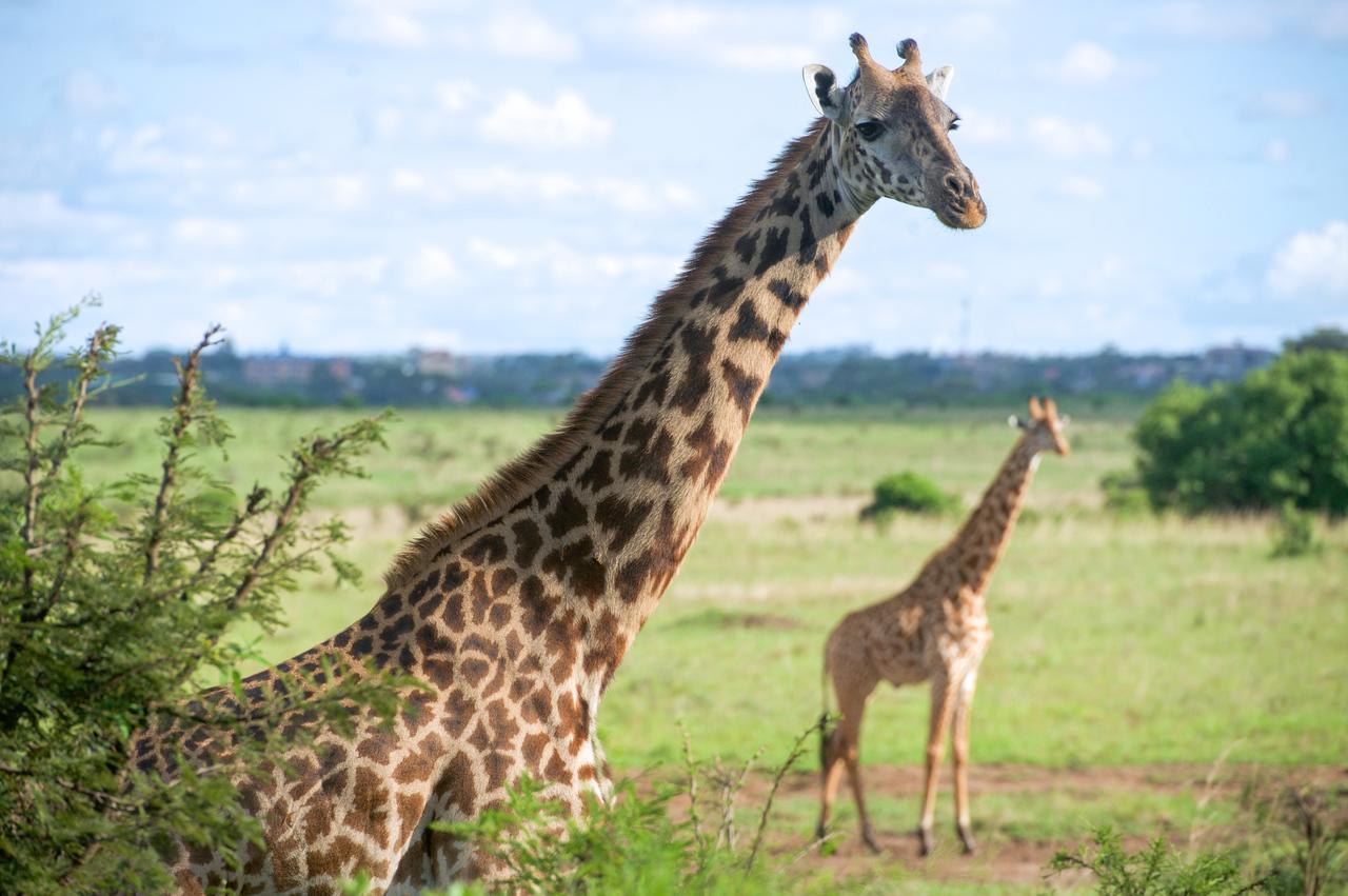 Lynwood Homestay And Tours Homestay Nairobi