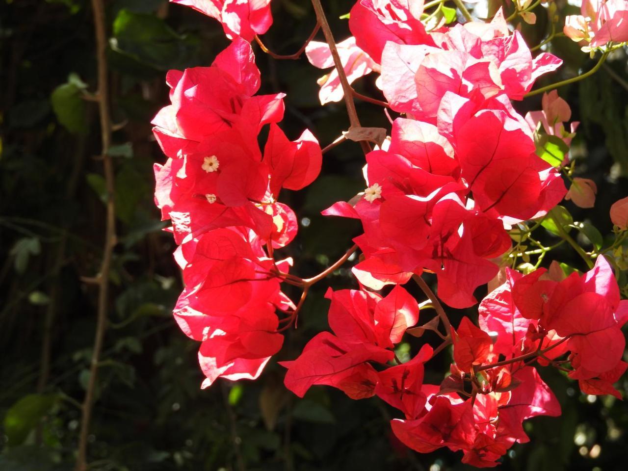 Magnolia Pine Bed & Breakfast Nairobi