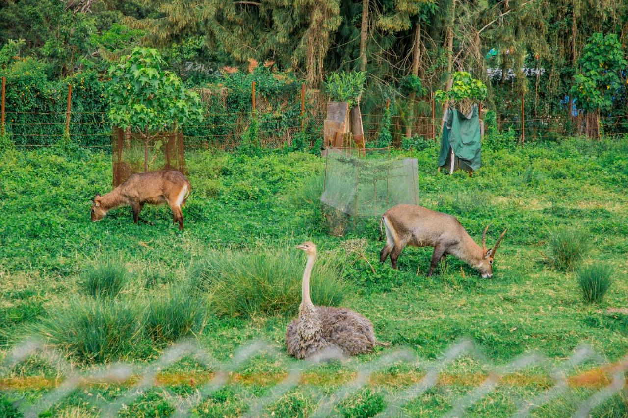 Stedmak Gardens & * Nairobi