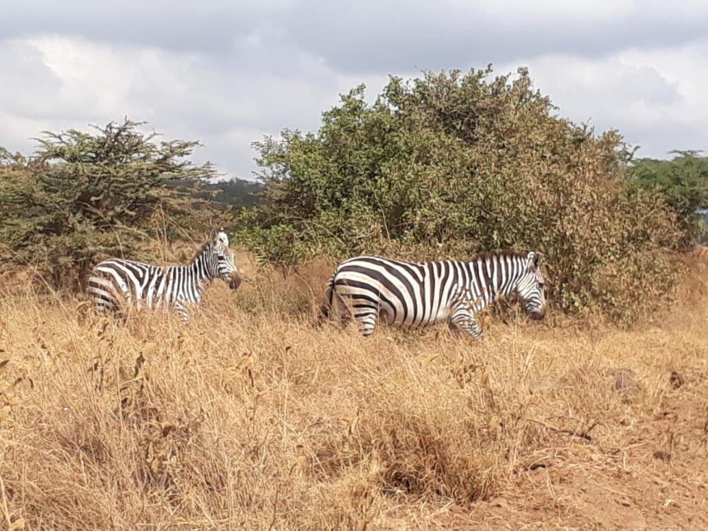 Royalty Homes -jkia Homestay Nairobi