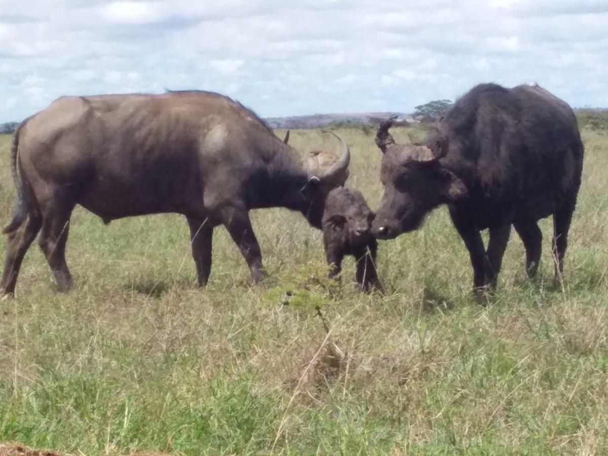 Homestay Ann Airport And Tour Nairobi
