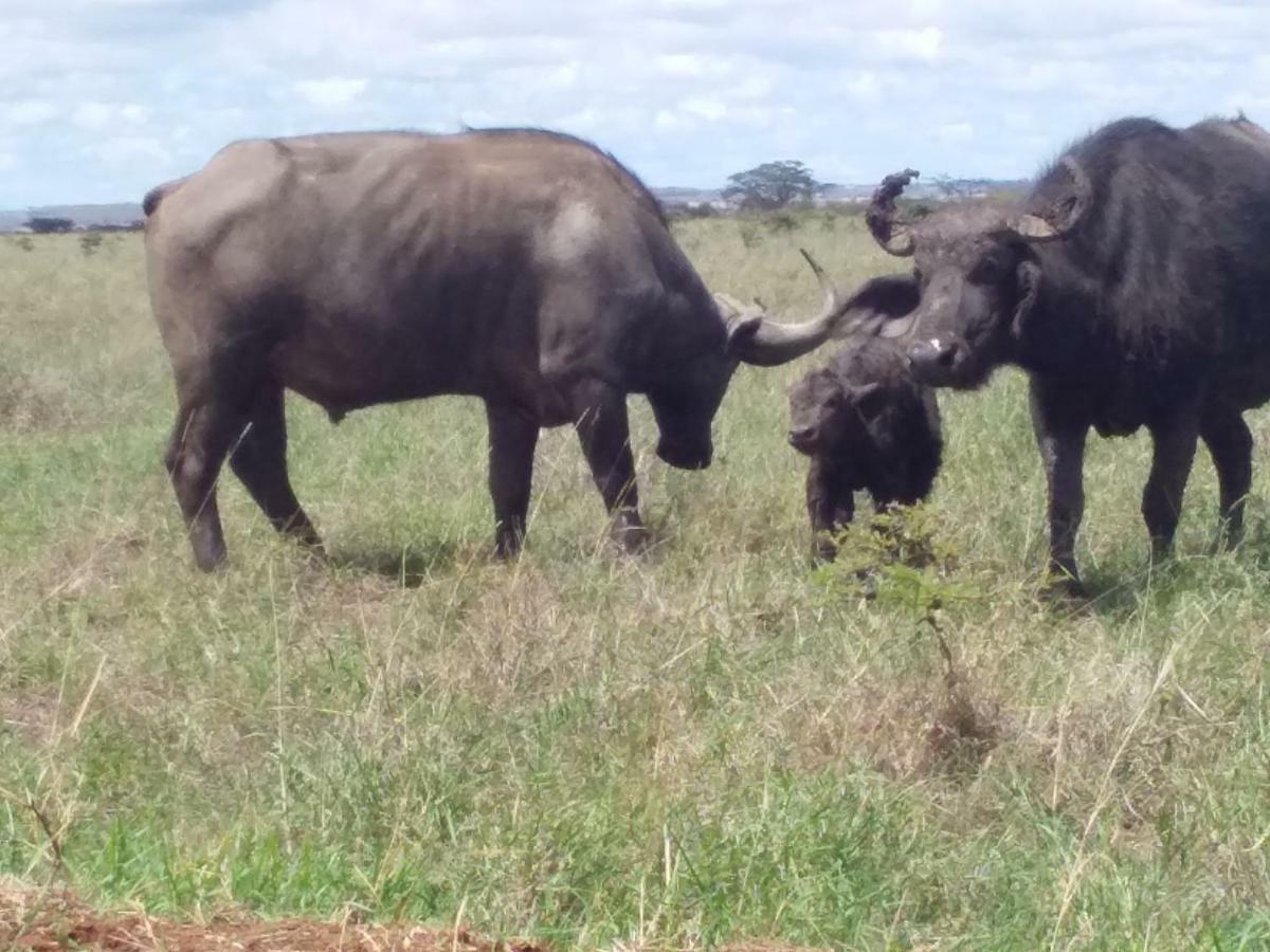 Ann Airport And Tour Nairobi