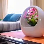 Lavender Suite