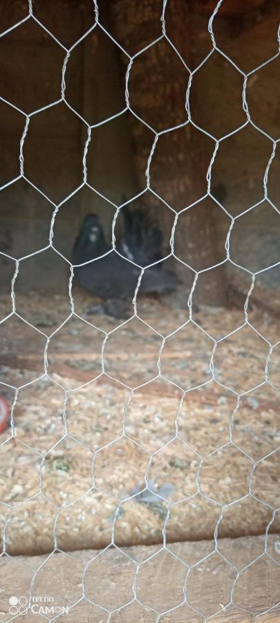 Tedangie Gardens Homestay Nairobi
