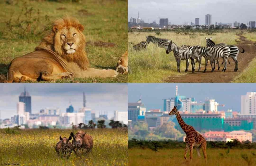 Apartment Lux Jkia Airport View Nairobi