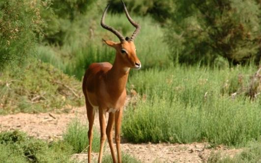Oryx